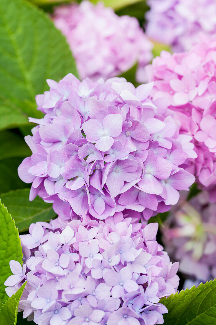 Hydrangea 'Endless Summer'®