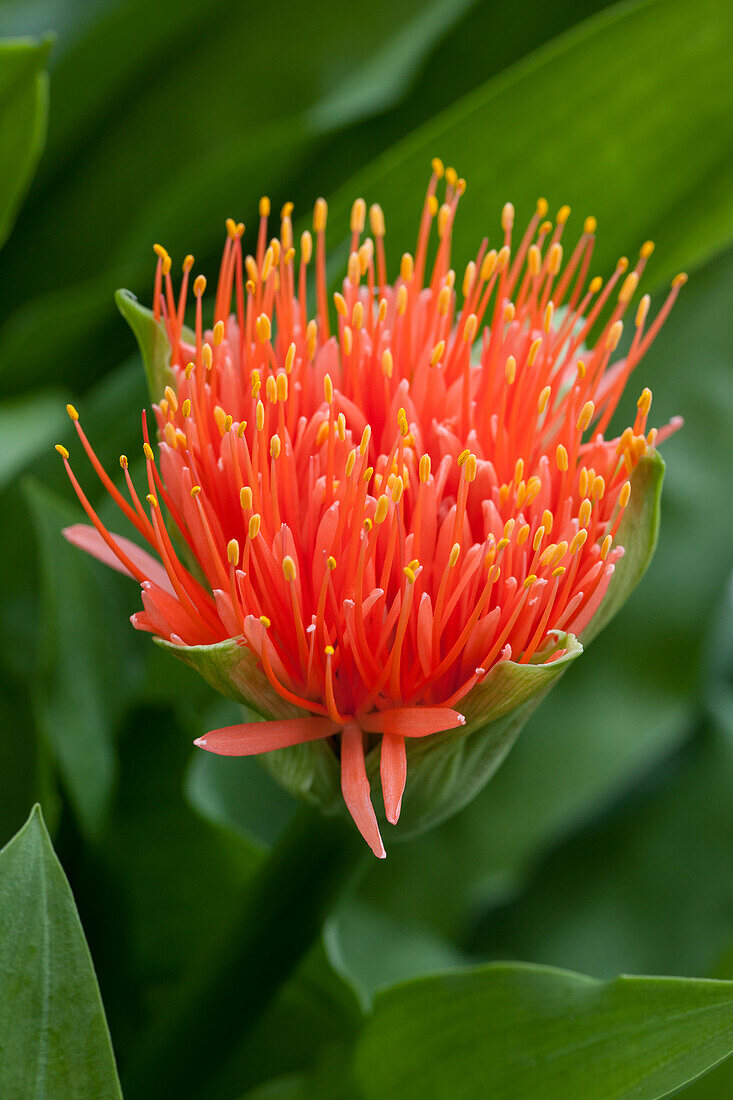 Haemanthus 'King Albert