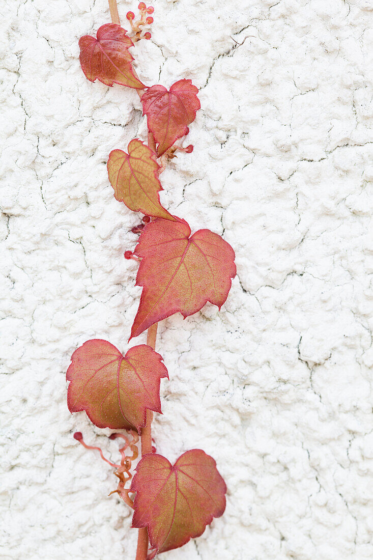 Parthenocissus tricuspidata 'Veitchii'