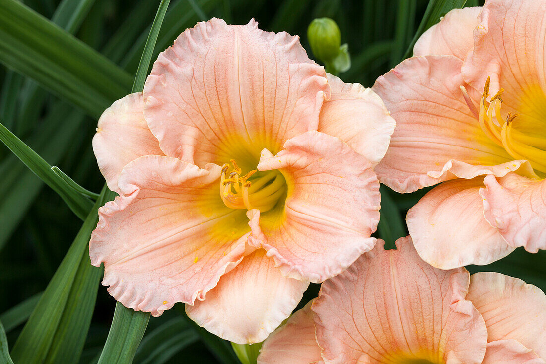 Hemerocallis Siloam Double Classic