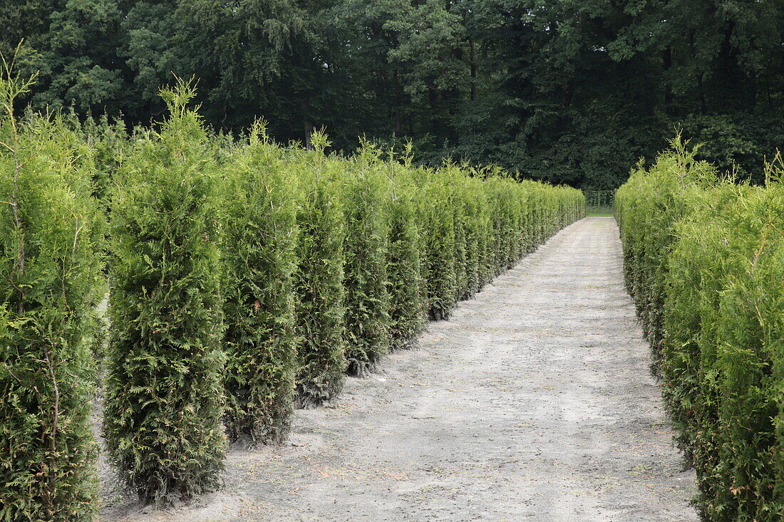 Thuja plicata Excelsa