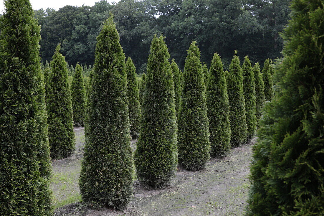 Thuja