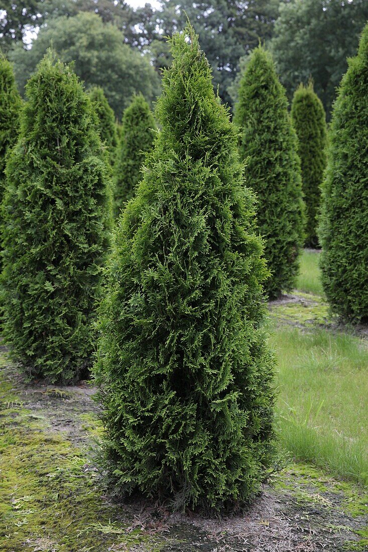 Thuja