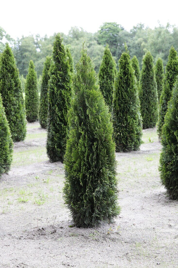 Thuja