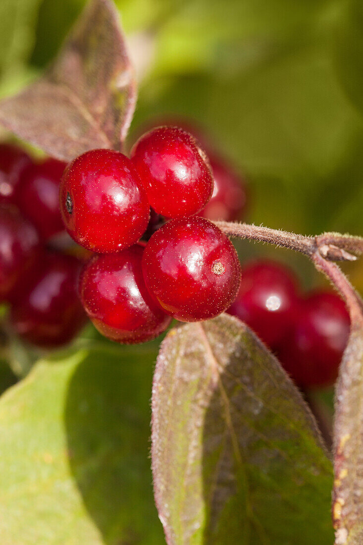 Cornus canadensis