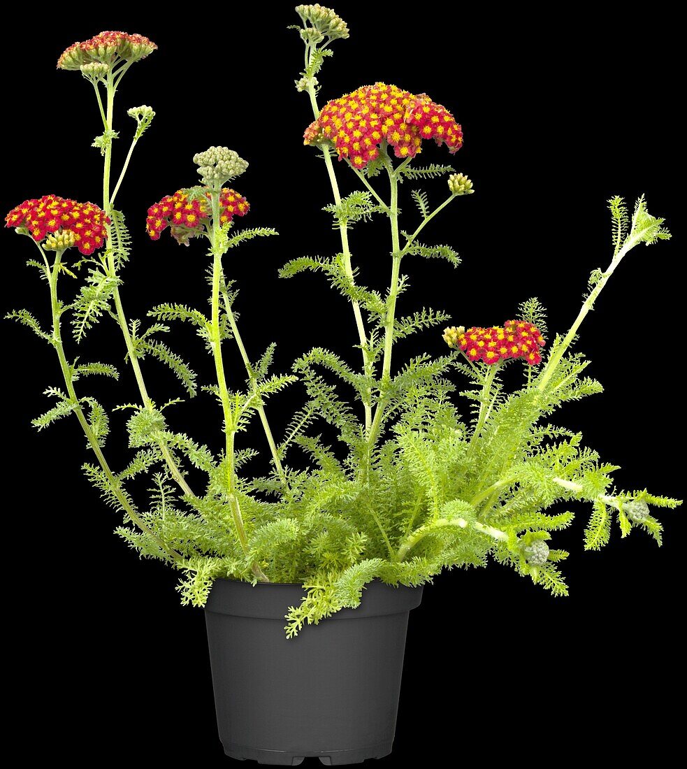 Achillea millefolium, red