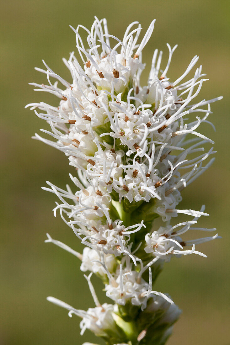 Liatris spicata, weiß