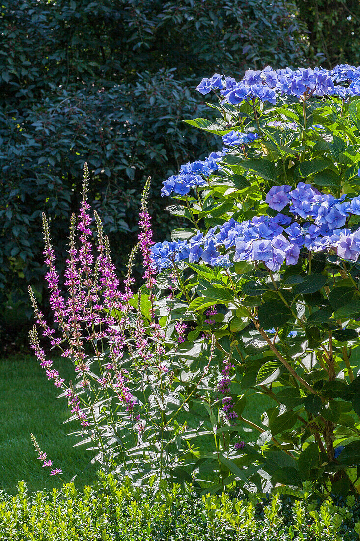 Lythrum virgatum, Hydrangea