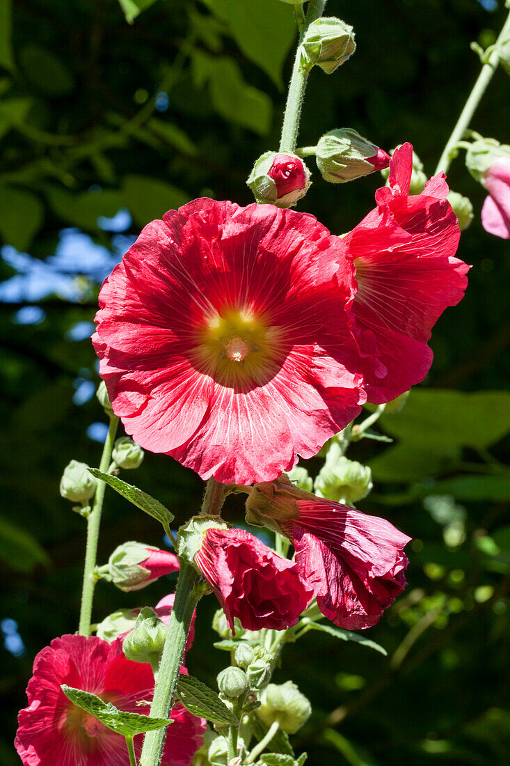 Alcea rosea, rot