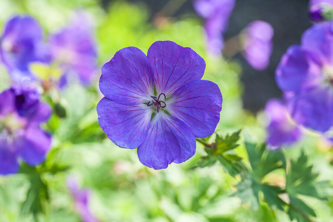 Geranium pratense