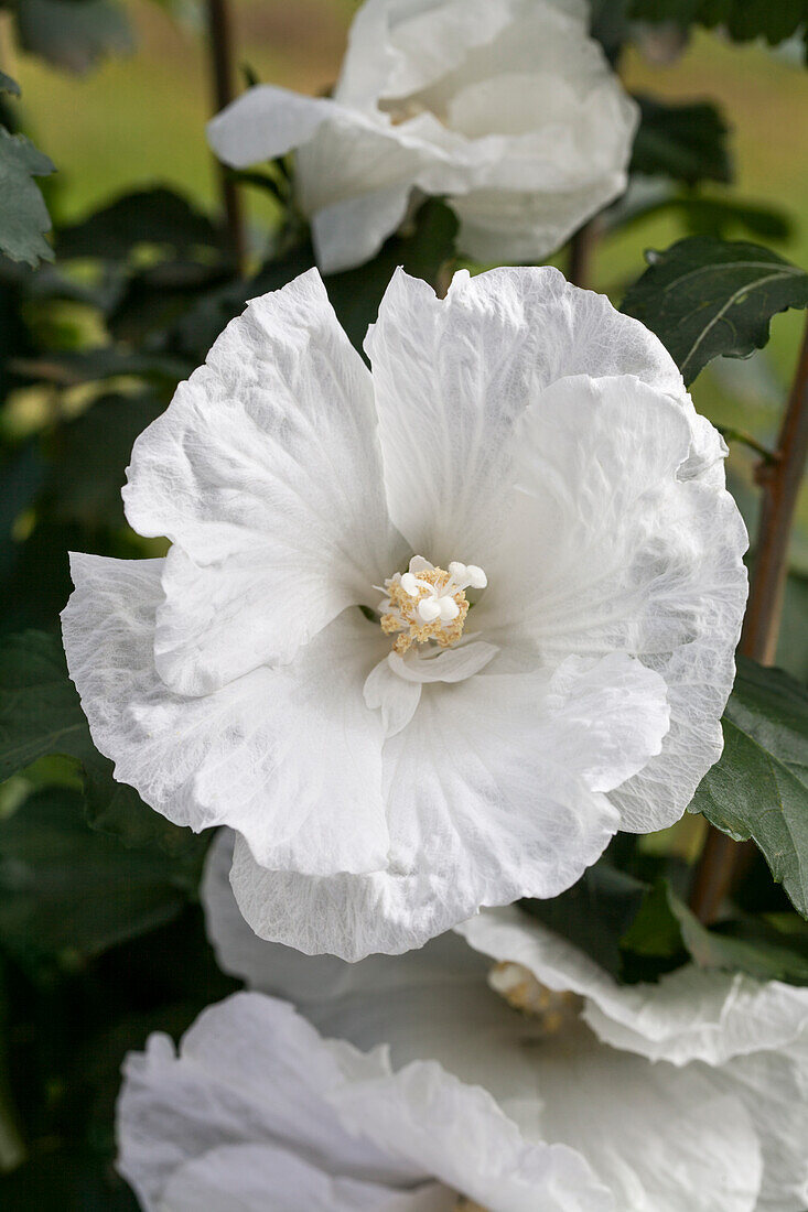 Hibiscus syriacus, white