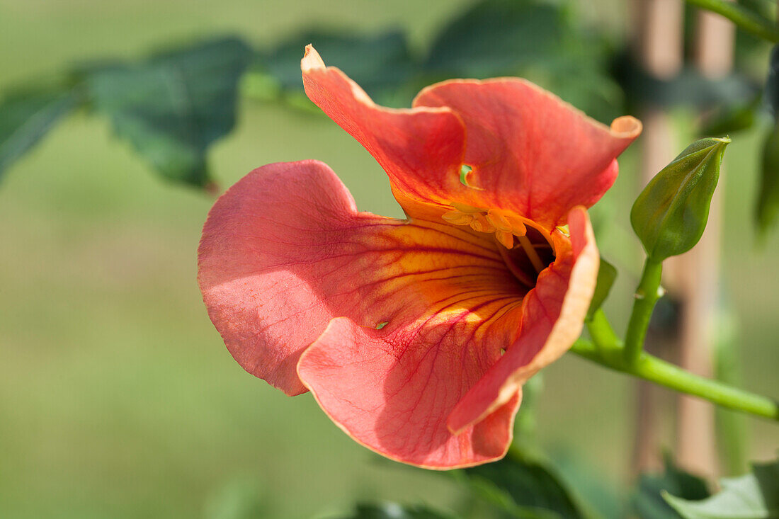 Campsis radicans