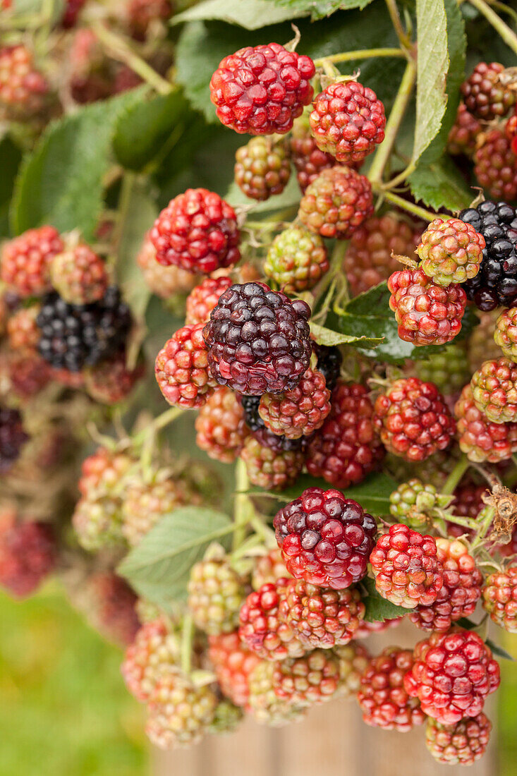 Rubus fruticosus