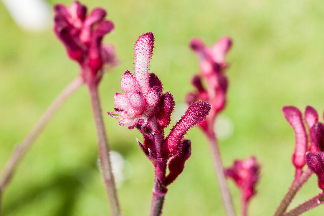 Anigozanthos