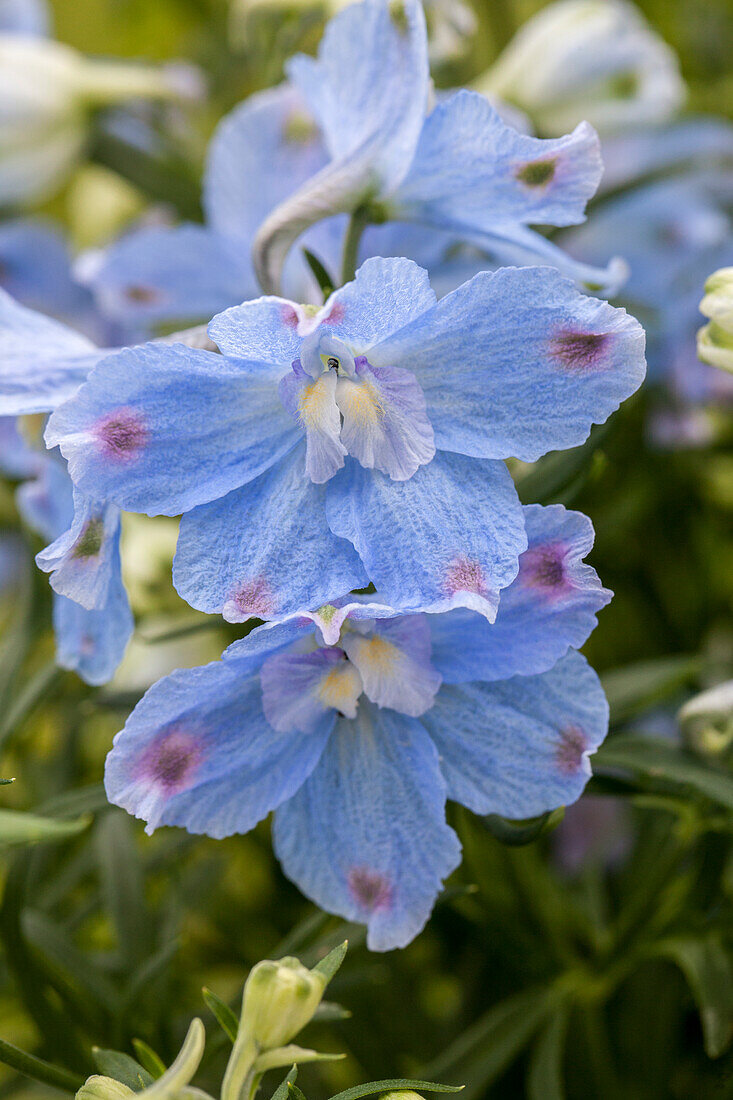 Delphinium grandiflorum 'Delfix Dark /Light Blue'