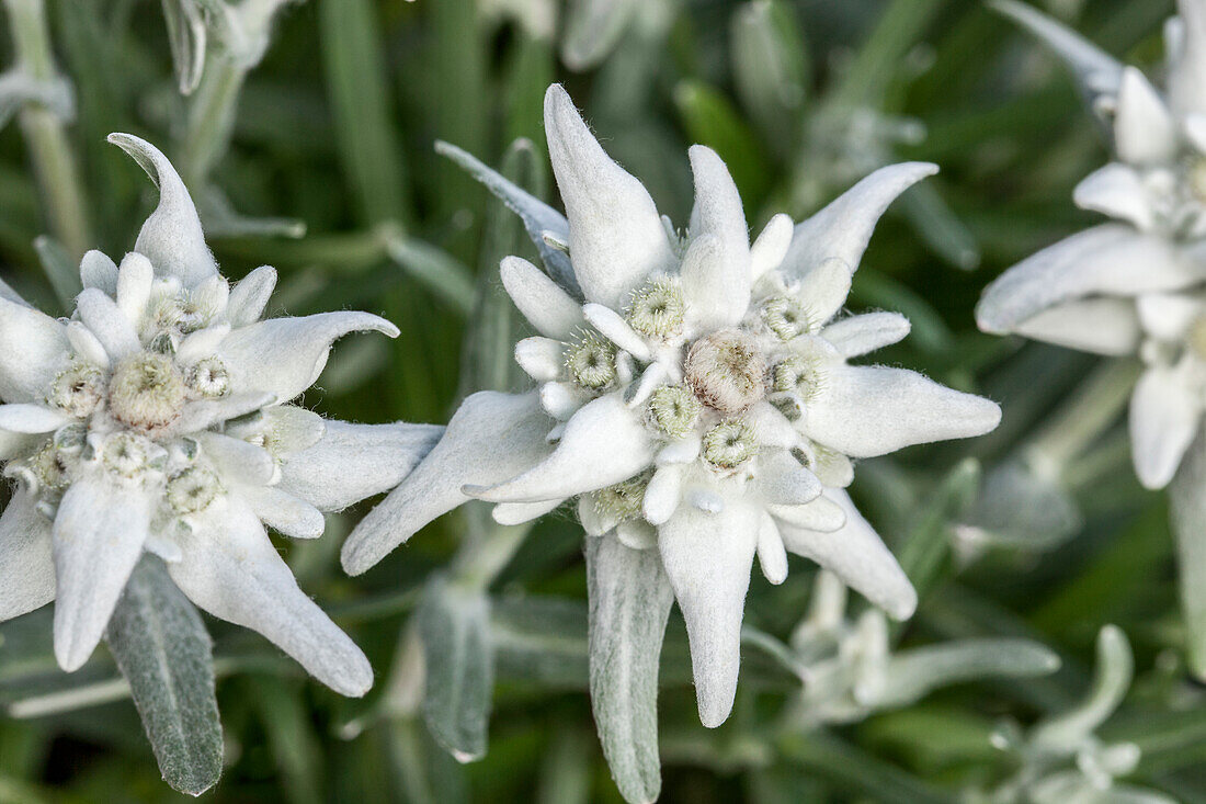 Leontopodium alpinum 'Matterhorn'