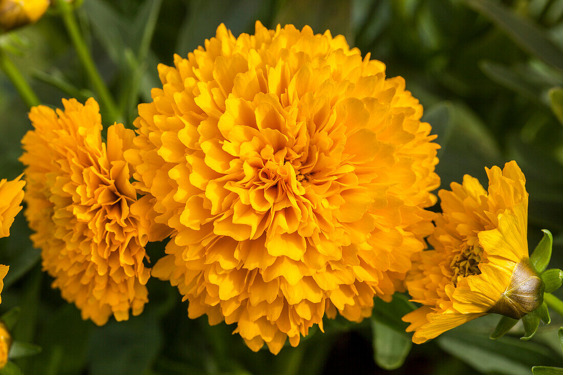 Coreopsis grandiflora, stuffed flowers