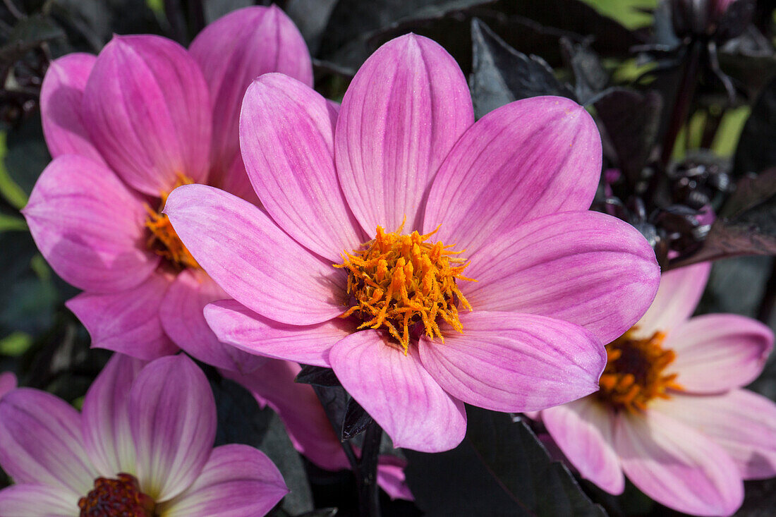 Dahlia x hortensis, pink