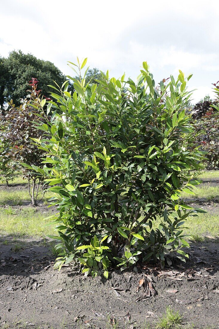Prunus laurocerasus Herbergii