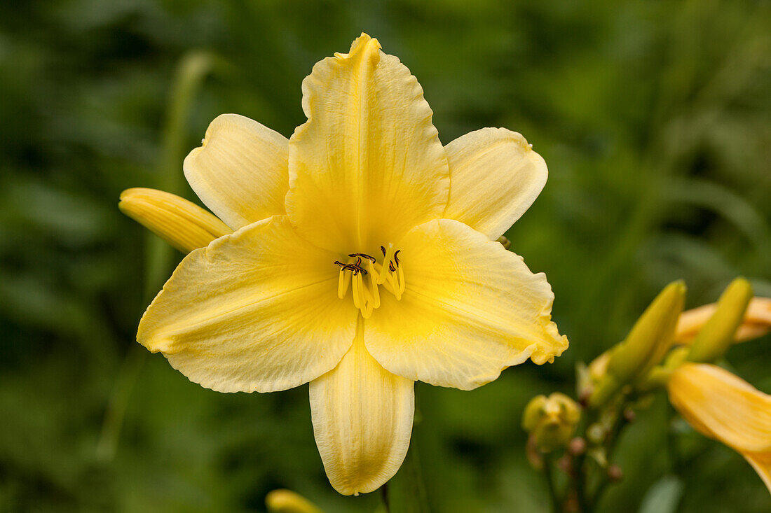 Hemerocallis, yellow