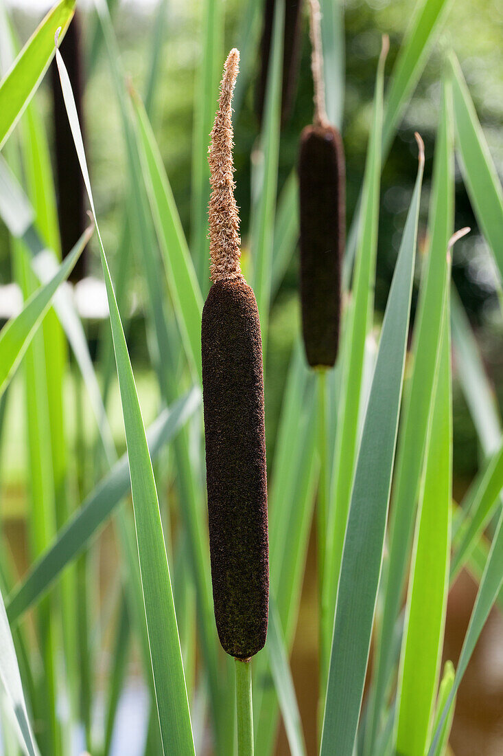 Typha angustifolia