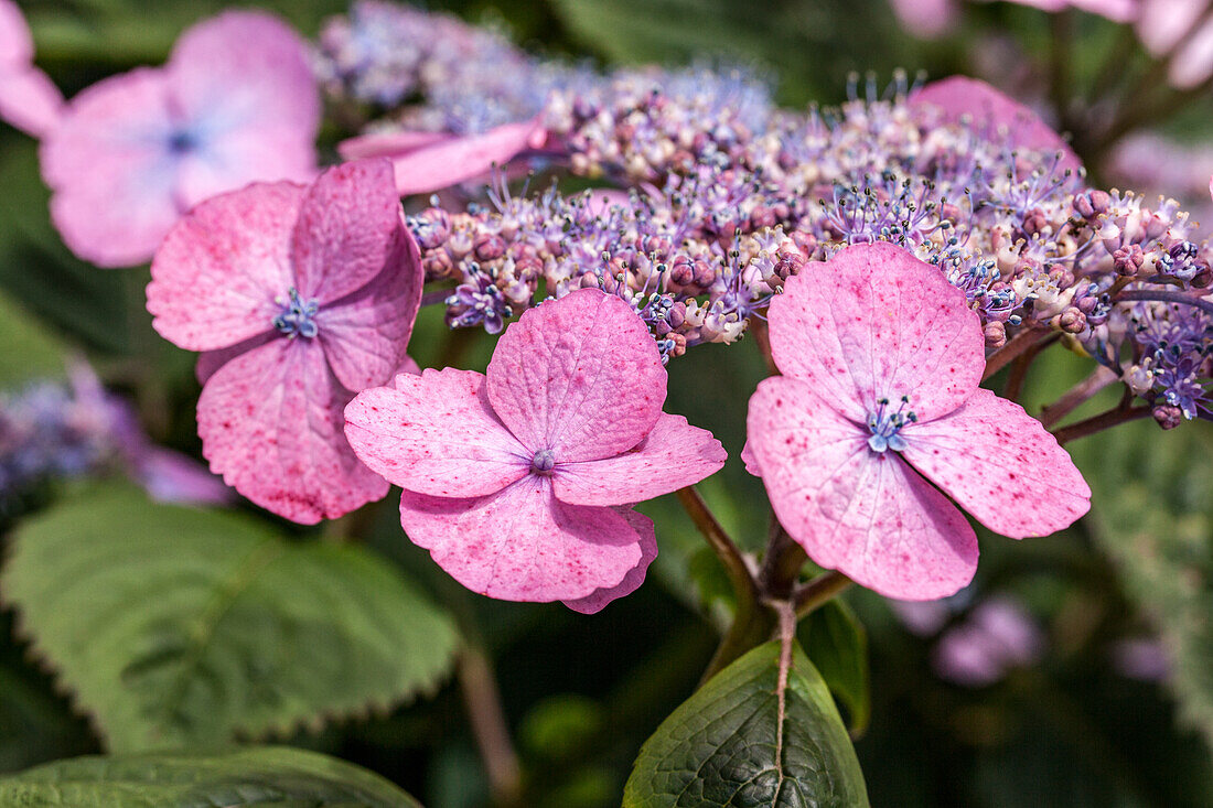 Hydrangea macrophylla, rosa Tellerblüten