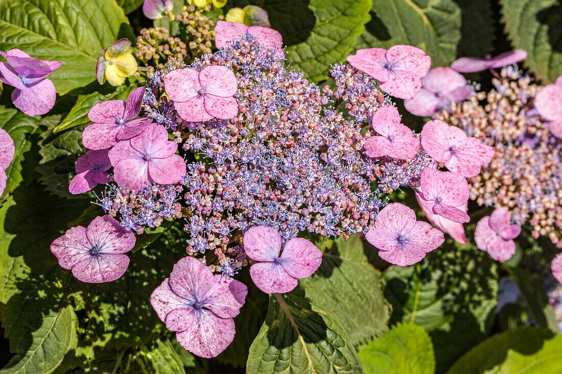 Hydrangea macrophylla, rosa Tellerblüten