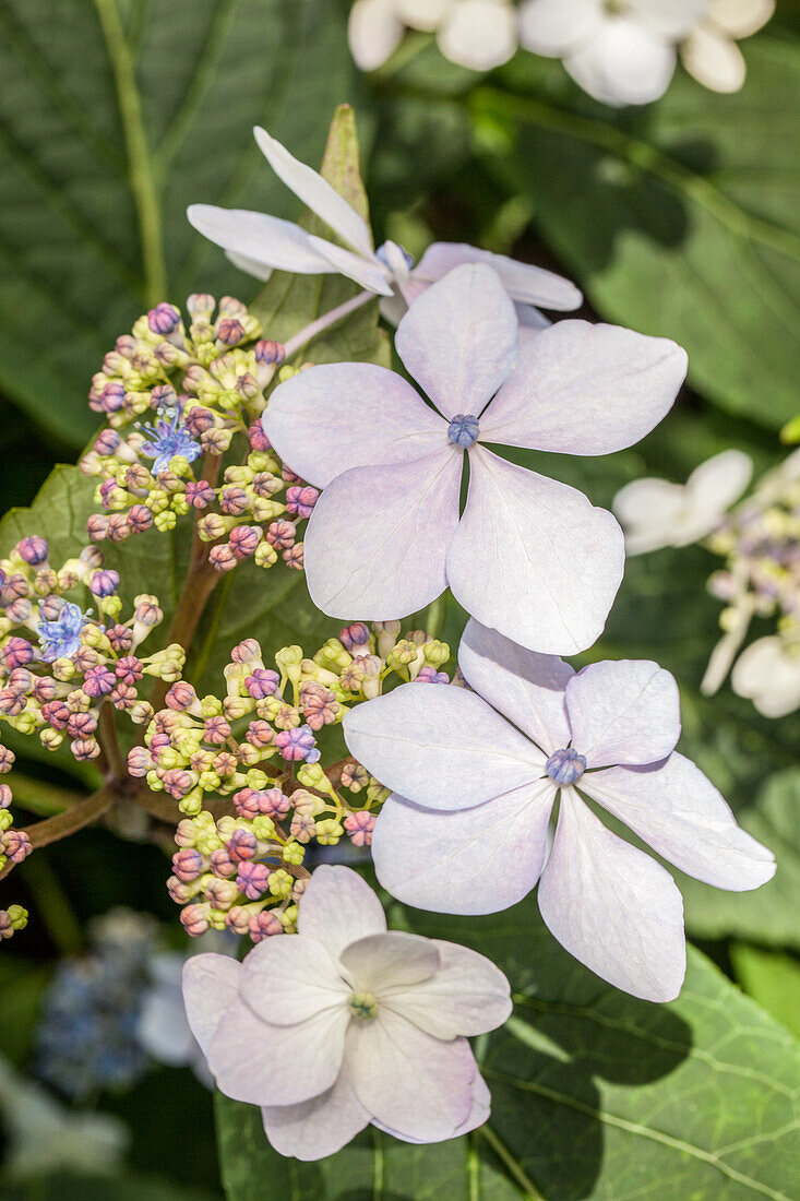 Hydrangea macrophylla, weiße Tellerblüten