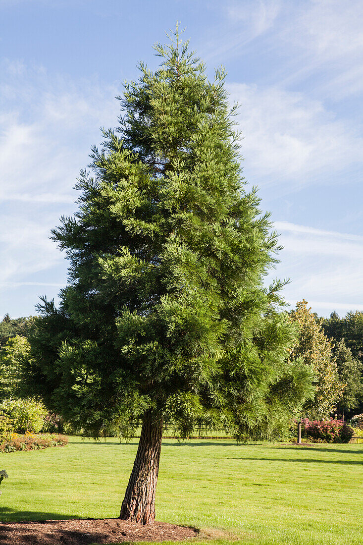 Sequoiadendron giganteum