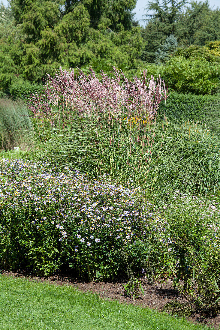 Gartenbepflanzung