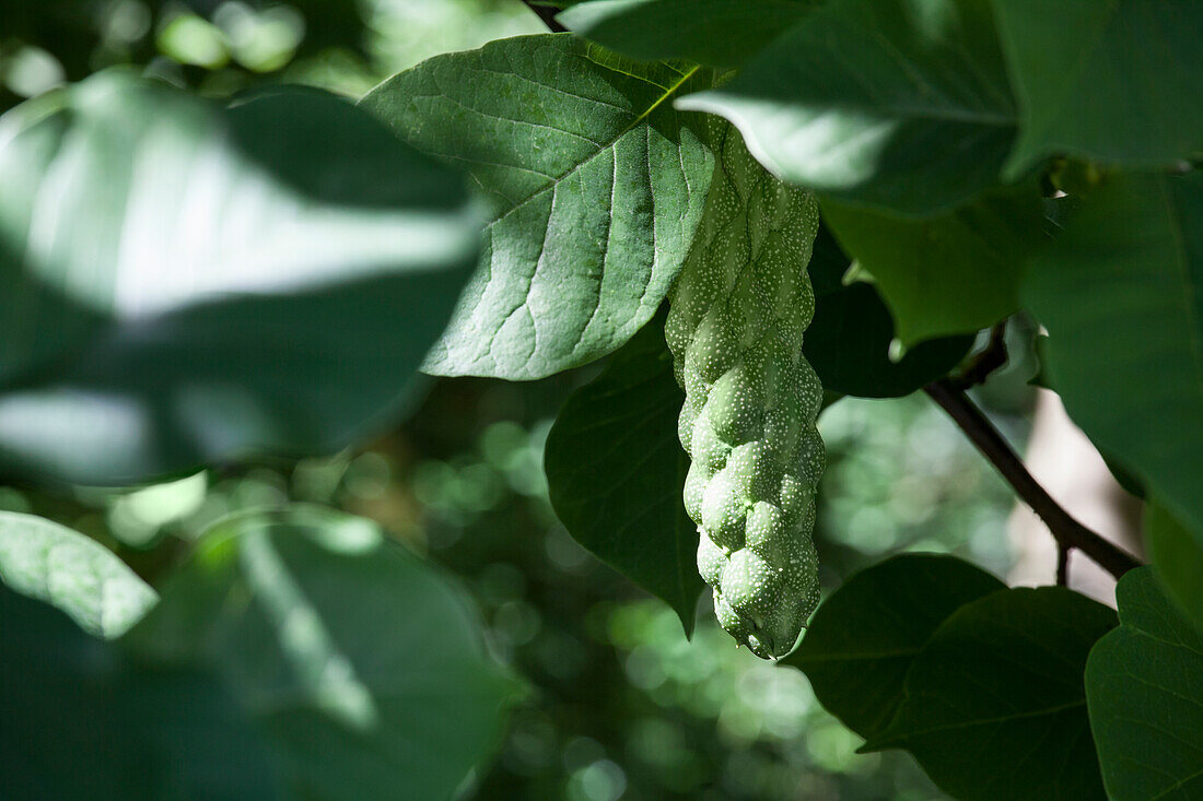Magnolia x soulangiana 'Laura'