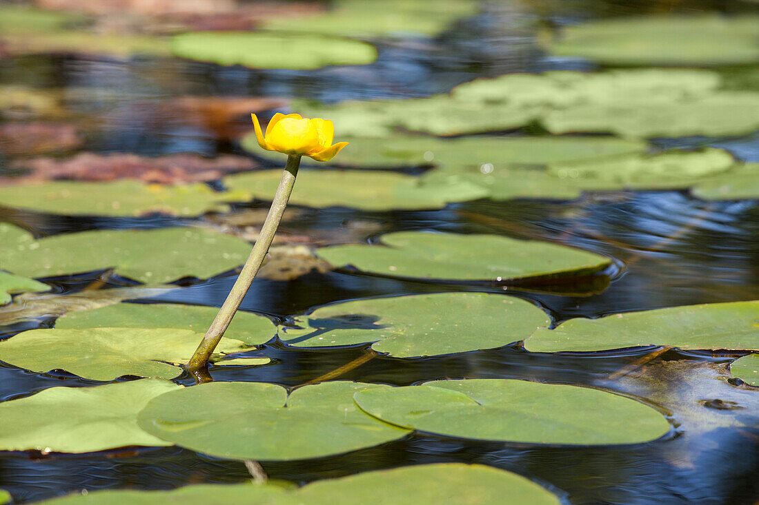 Nuphar lutea