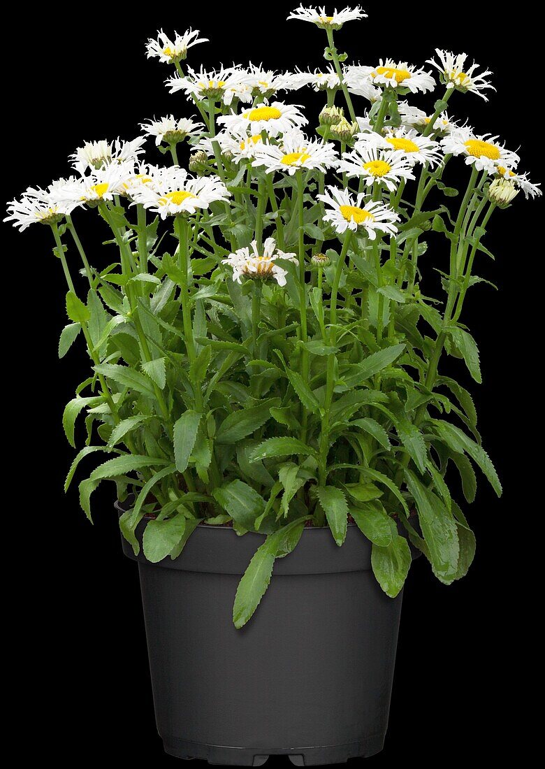 Leucanthemum x superbum, weiß