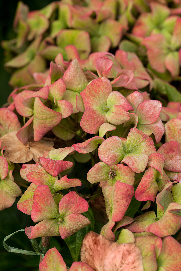 Hydrangea macrophylla 'Green Shadow'(s)