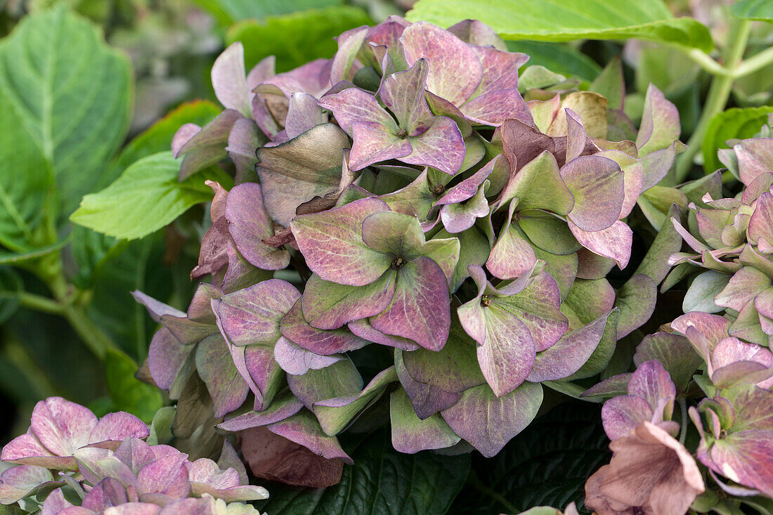 Hydrangea macrophylla 'Hobergine'®