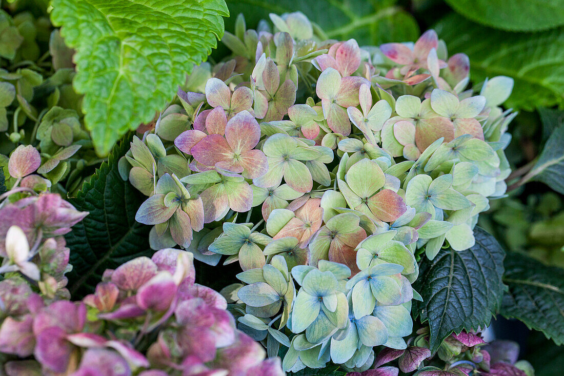 Hydrangea macrophylla