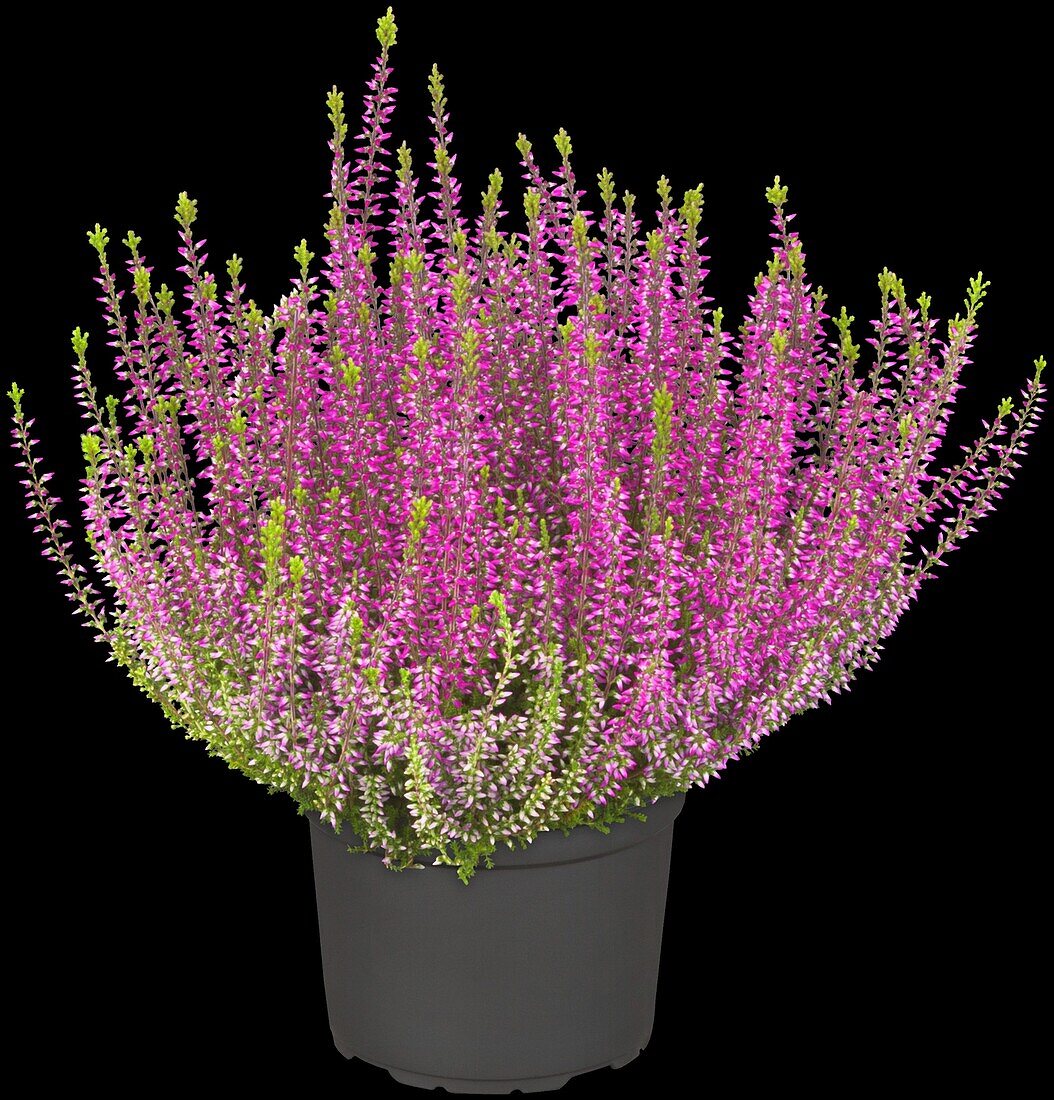 Calluna vulgaris Gardengirls® 'Amethyst'