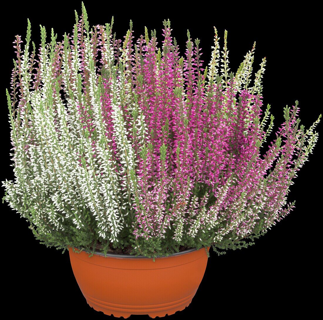 Calluna vulgaris Quattro-Girls® 14009837 Calluna vulgaris Quattro-Girls®