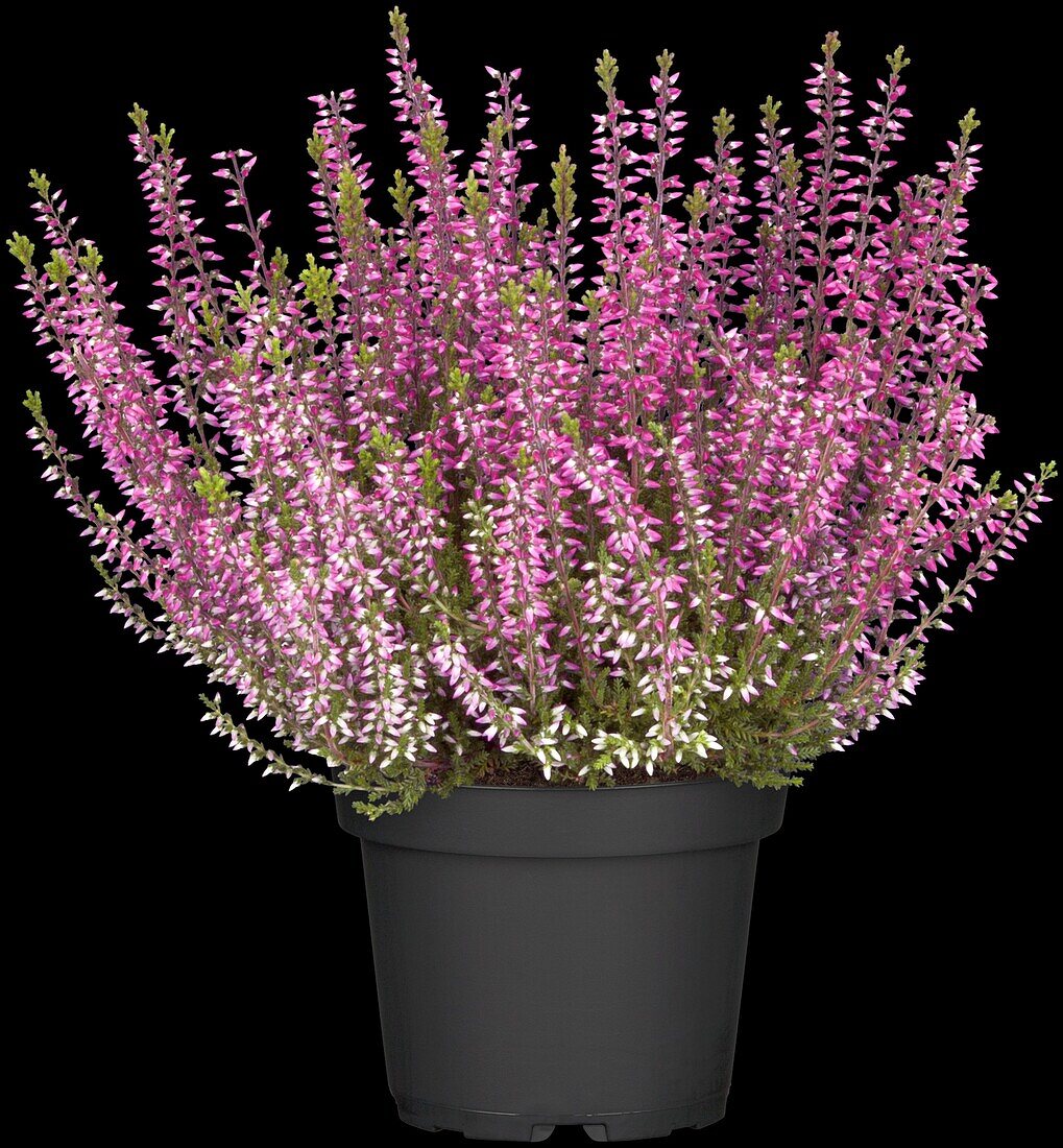 Calluna vulgaris Gardengirls® 'Aphrodite'