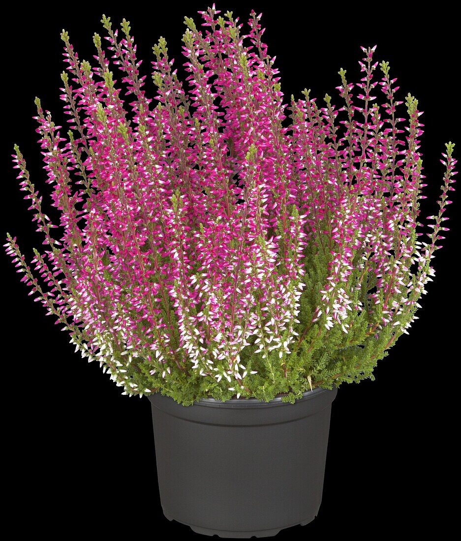 Calluna vulgaris Gardengirls® 'Athena