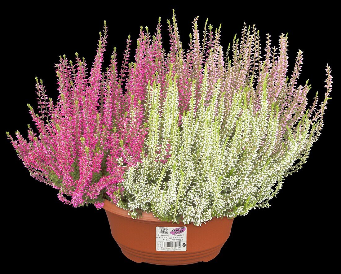 Calluna vulgaris Trio-Girls®