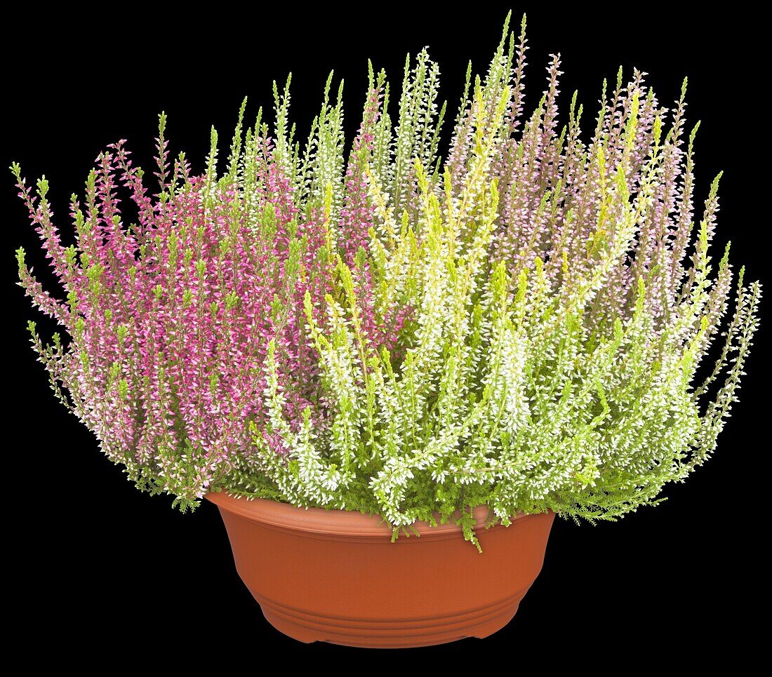 Calluna vulgaris Quattro-Girls®