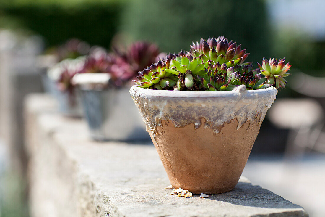 Succulent in clay pot