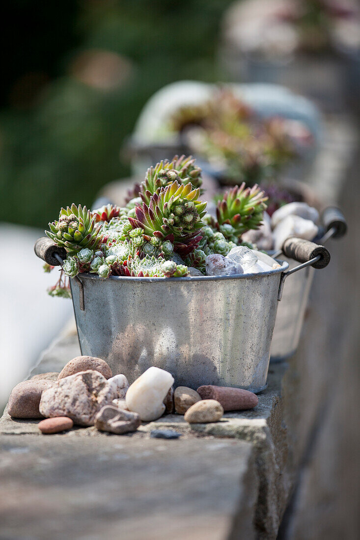 Succulent in a metal pot