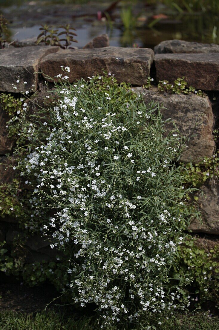 Gypsophila muralis