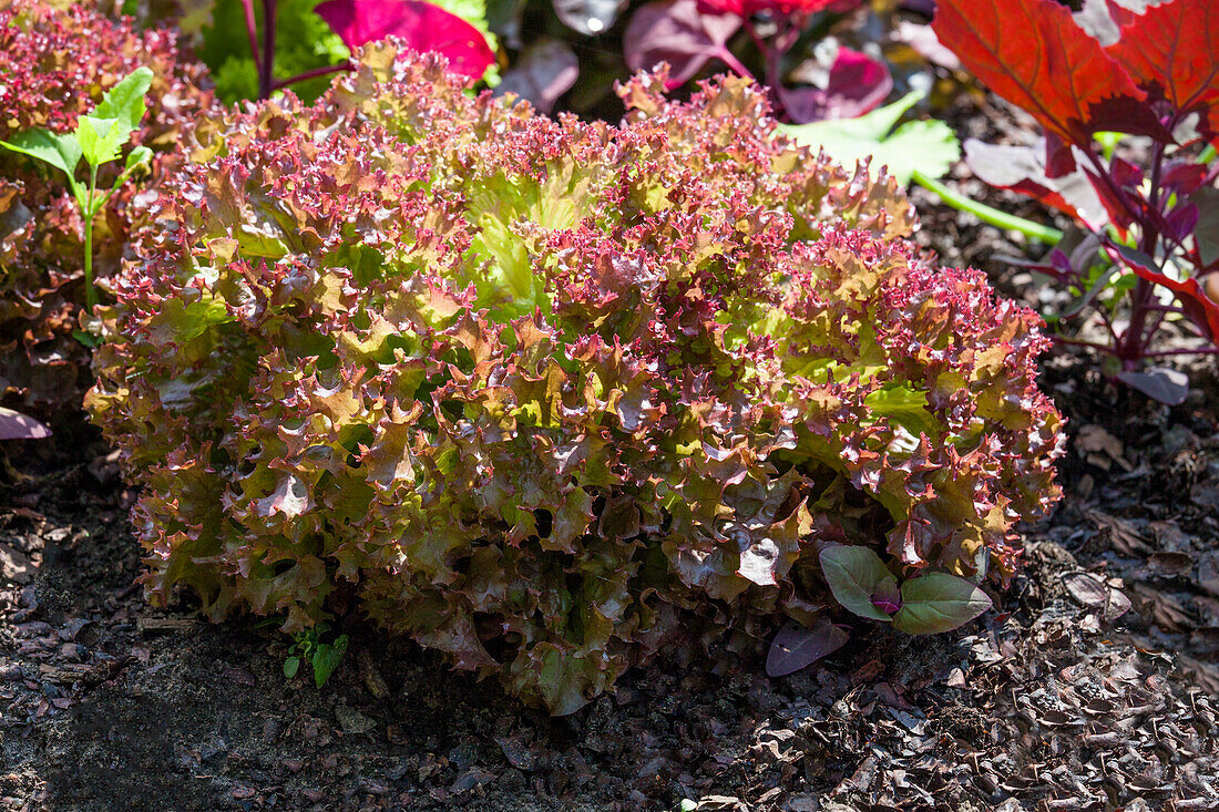 Lactuca sativa var. crispa 'Lollo rosso'