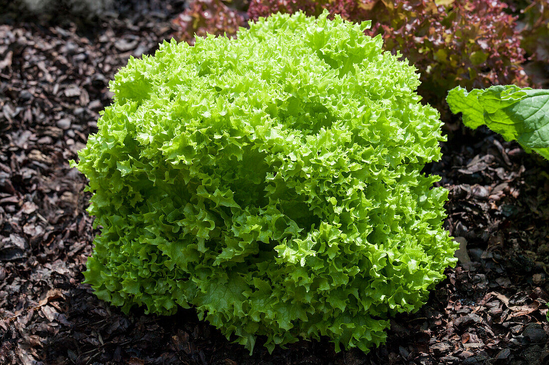 Lactuca sativa var. crispa 'Lollo bionda'