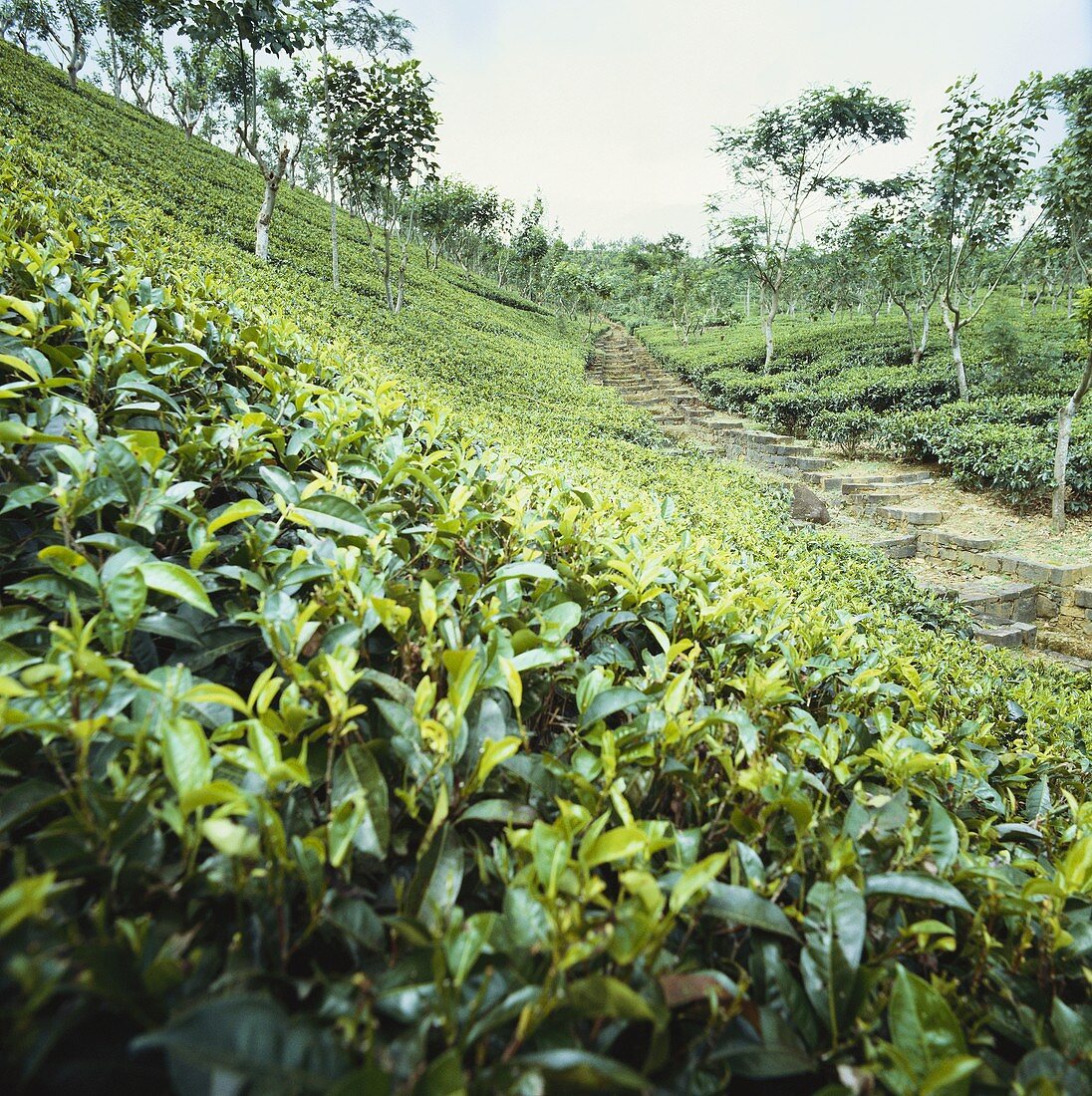 Teeplantage auf Sri Lanka
