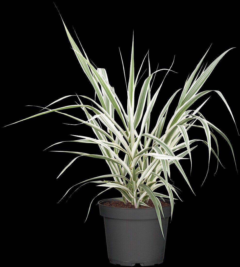 Arundo donax 'Variegata'