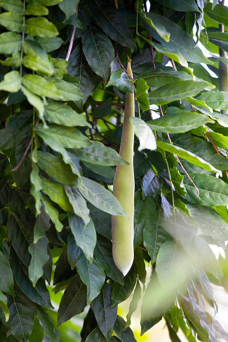 Wisteria sinensis